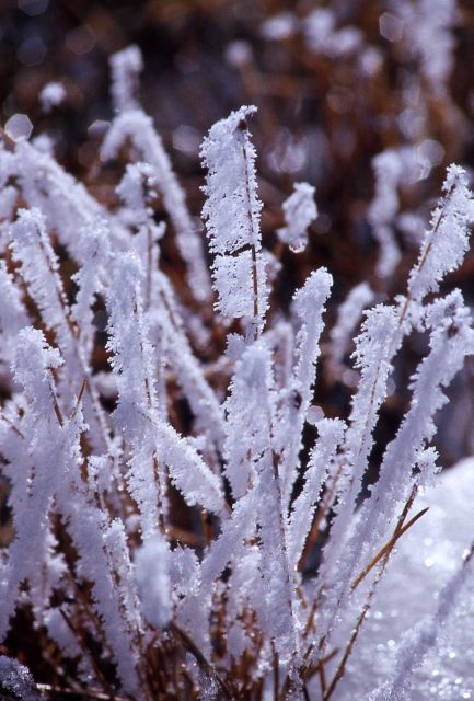 Frosted grass Picture
