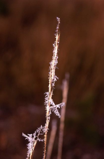 Ice crystals on grass Picture
