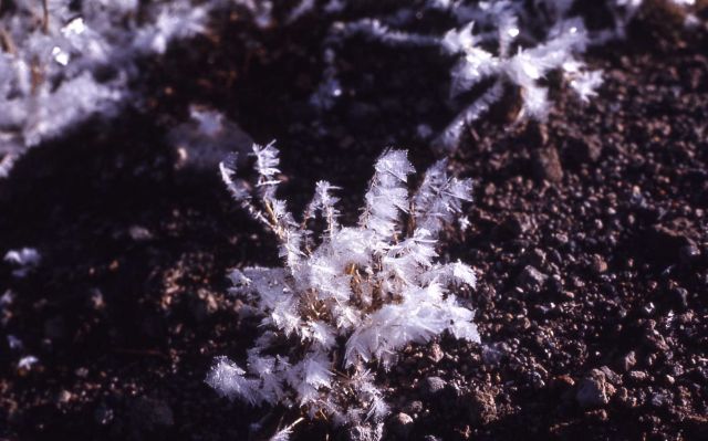 Frost on grass Picture