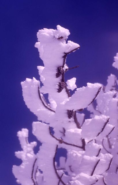 Ghost tree in the Upper Geyser Basin Picture