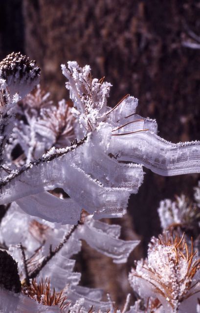 Ice on a tree near a geyser Picture