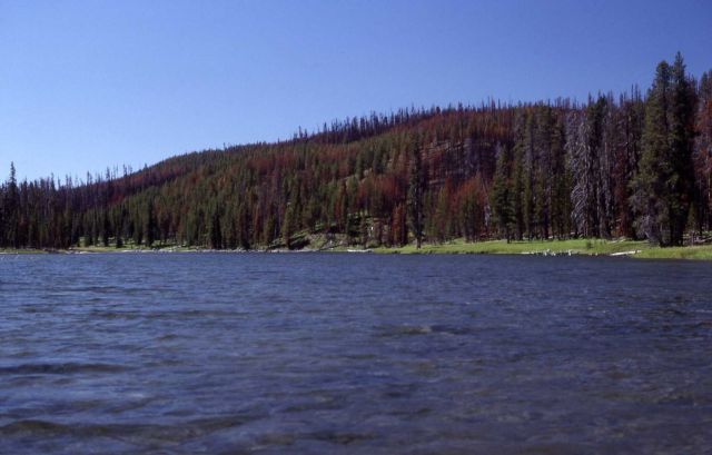 Lewis River channel as seen from Shoshone Lake Picture