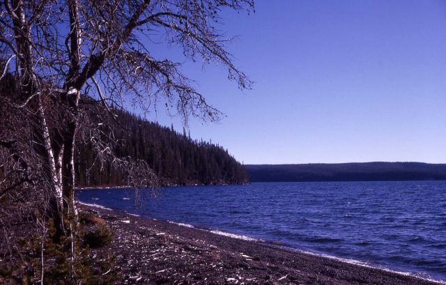 Shoshone Lake Picture