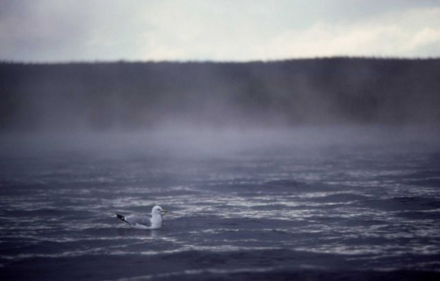 Mist & gull on Lewis Lake Picture