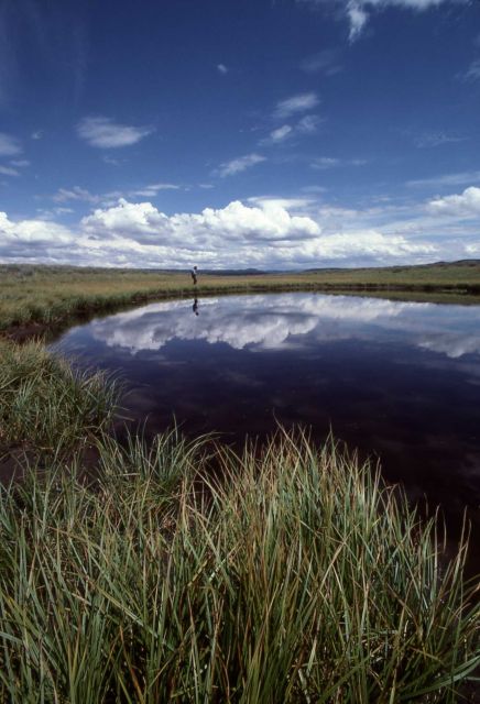 Pond in Hayden Valley Picture