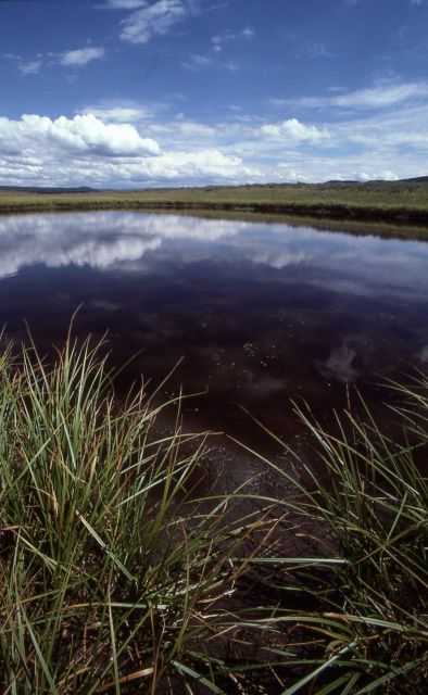 Pond in Hayden Valley Picture