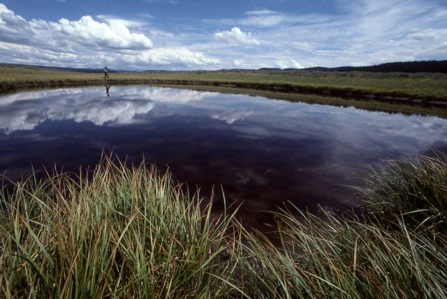 Pond in Hayden Valley Picture