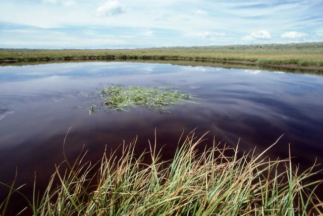 Pond in Hayden Valley Picture