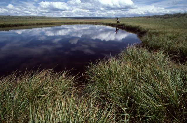 Pond in Hayden Valley Picture