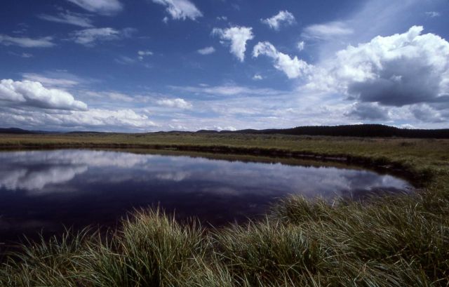 Pond in Hayden Valley Picture