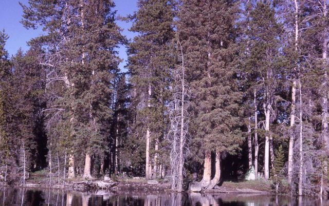 Peale Island in Yellowstone Lake Picture