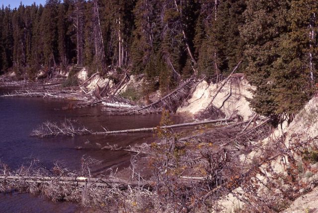 Yellowstone Lake shoreline erosion Picture