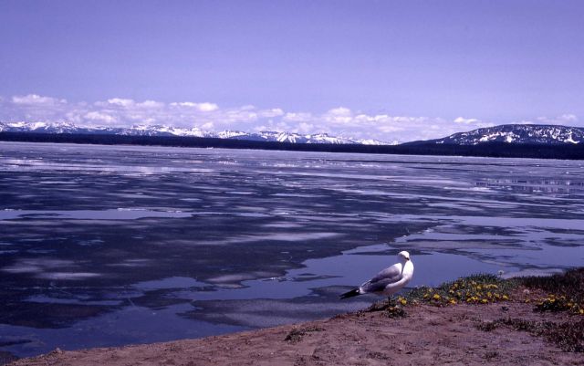 Ice thawing on Yellowstone Lake Picture