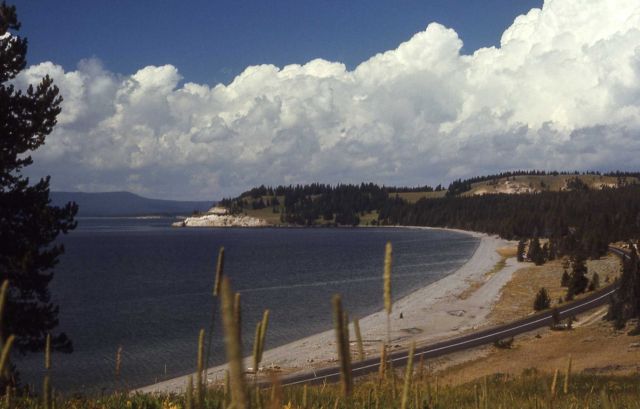 Sedge Bay on Yellowstone Lake Picture