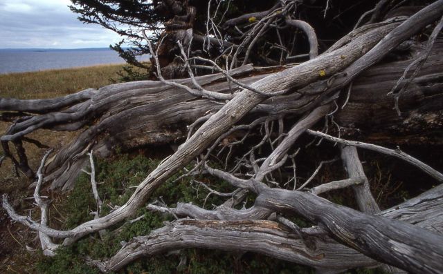 Dead tree on the shore of Yellowstone Lake Picture