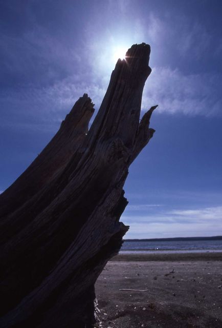 Driftwood on the shore of Yellowstone Lake Picture