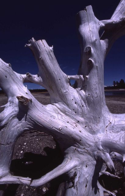 Driftwood on the shore of Yellowstone Lake Picture