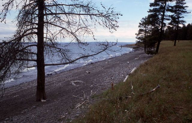 Receding shoreline at Park Point on Yellowstone Lake Picture