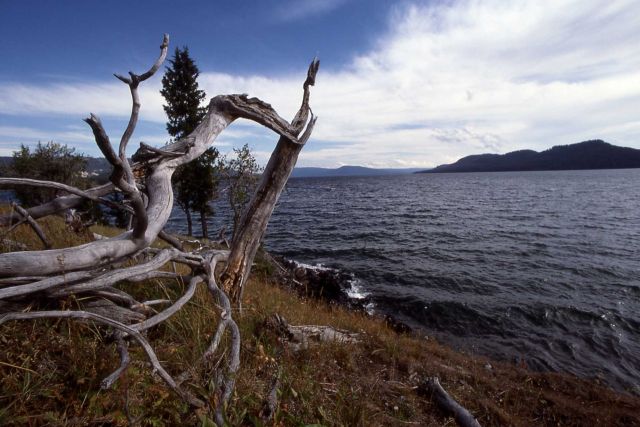 Driftwood on the southeast arm of Yellowstone Lake Picture