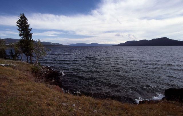 Driftwood on the southeast arm of Yellowstone Lake Picture