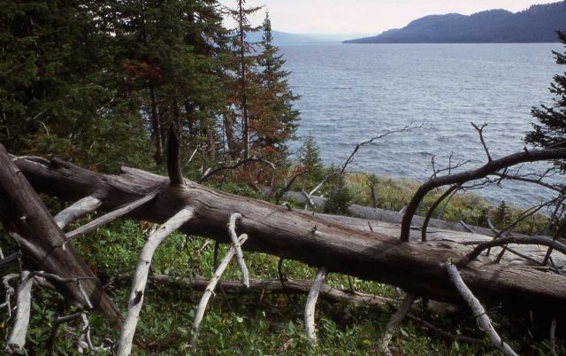 Downed tree on the southeast arm of Yellowstone Lake Picture