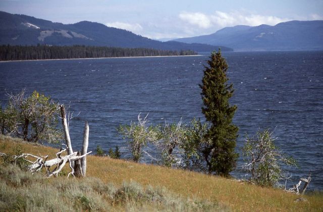 Shore of Yellowstone Lake on the southeast arm Picture