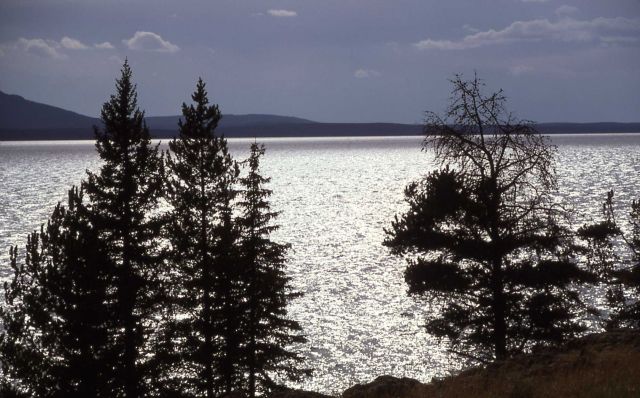 Shore of Yellowstone Lake on the southeast arm Picture