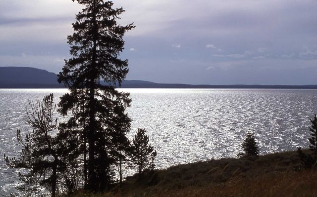 Trees along shore of Yellowstone Lake Picture