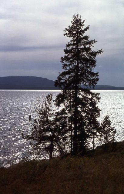 Trees along shore of Yellowstone Lake Picture