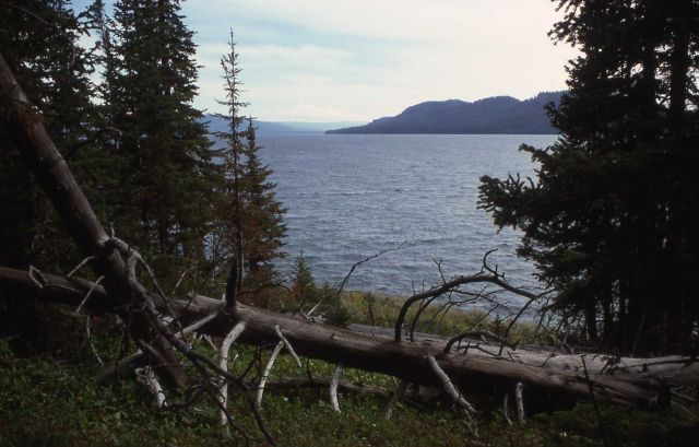 Downed tree on the southeast arm of Yellowstone Lake Picture