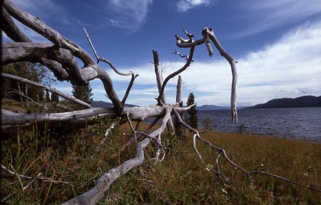 Downed tree on the southeast arm of Yellowstone Lake Picture