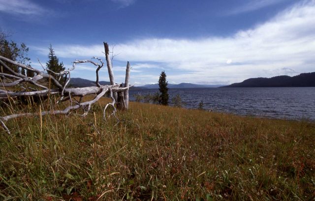 Downed tree on the southeast arm of Yellowstone Lake Picture
