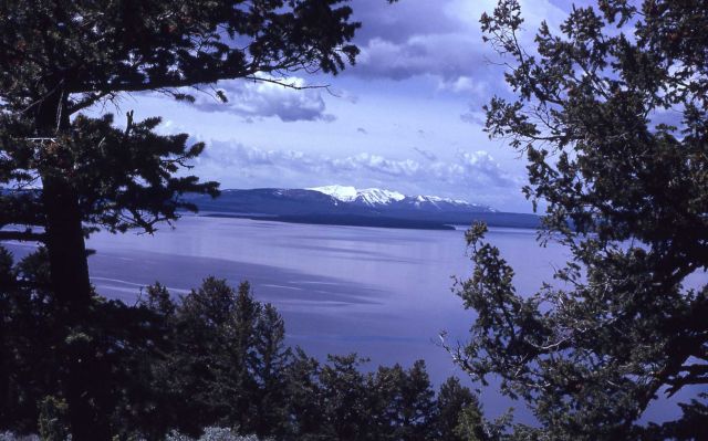Shoreline of Yellowstone Lake Picture