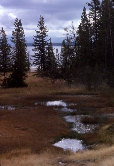Shoreline of Yellowstone Lake Picture