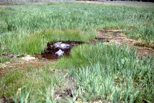 Spring near Buffalo Ford Picture
