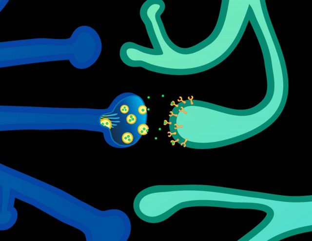 Illustration of axon terminal, synapse and release of neurotransmitter Picture