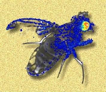 Image of fruit fly showing clock gene in brain Picture