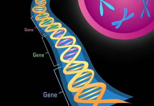Illustration of double helix and gene segments Picture