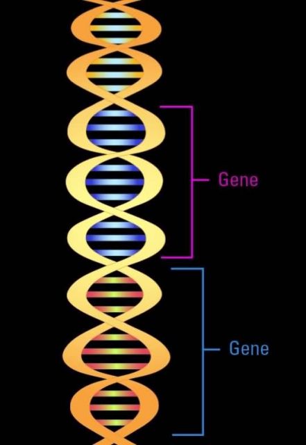Illustration of double helix and gene segments Picture