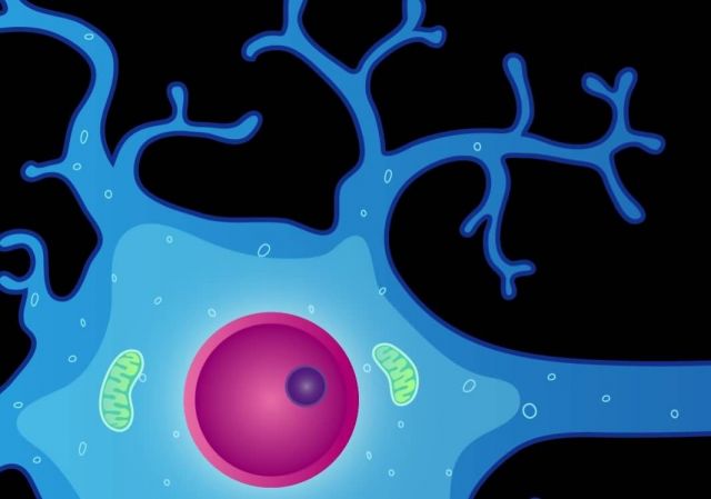 Illustration of neuron with dendrites and nucleus Picture