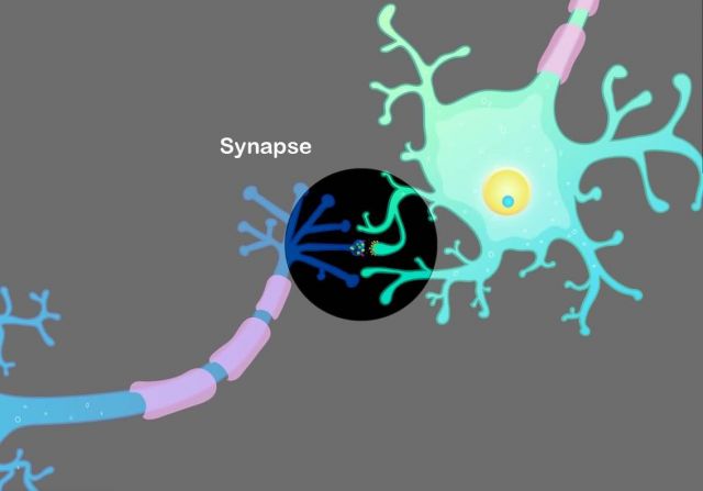 Illustration of axon and dendrites with neuronal synapse highlighted Picture