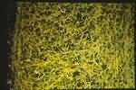 Micrograph of rodent cerebral cortex neuron structure Picture