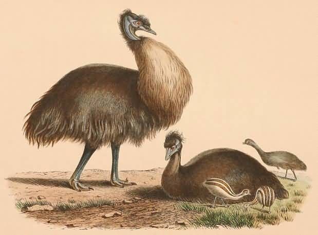 Kangaroo Island emu Picture