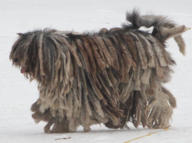 Bergamasco Shepherd Picture
