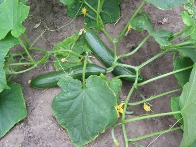 Cucumbers Picture