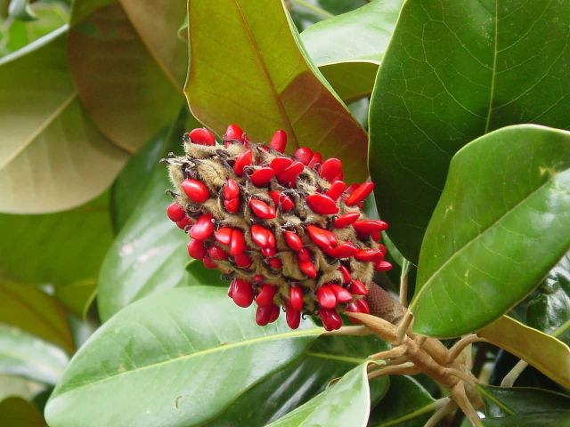 Magnolia Grandiflora Picture