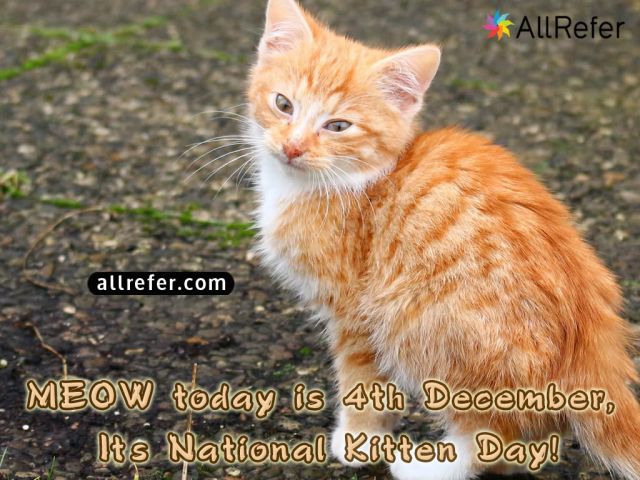 National Kitten Day - 4 December Picture