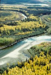 Fall on the Yukon Flats NWR Image