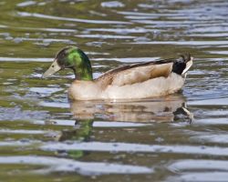 Mallard Hybrid Image