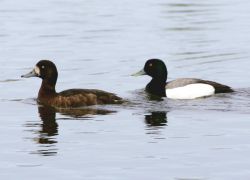 Greater Scaup Pair Image